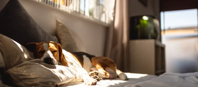 Advantages and risks of being a pet-friendly hotel